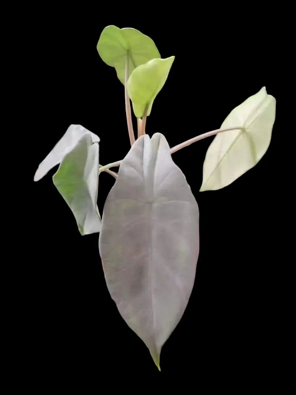 New Cultivar - Alocasia Peltata Silver