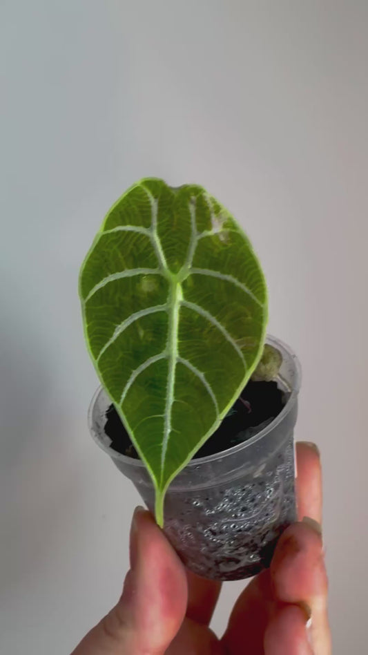 Alocasia Watsoniana Doff Pink