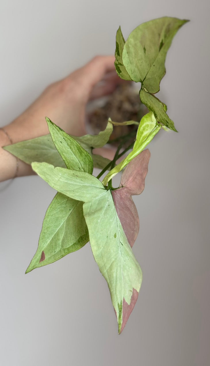 Syngonium Pink Salmon - Plant B