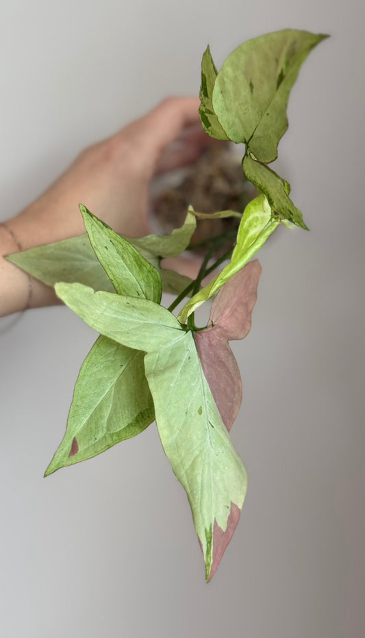Syngonium Pink Salmon - Plant B