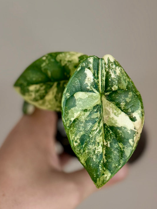 Alocasia Silver Dragon Albo