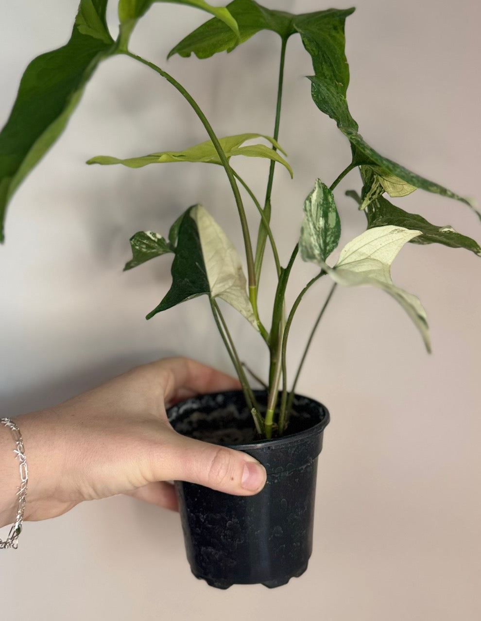 Syngonium Aurea and Albo