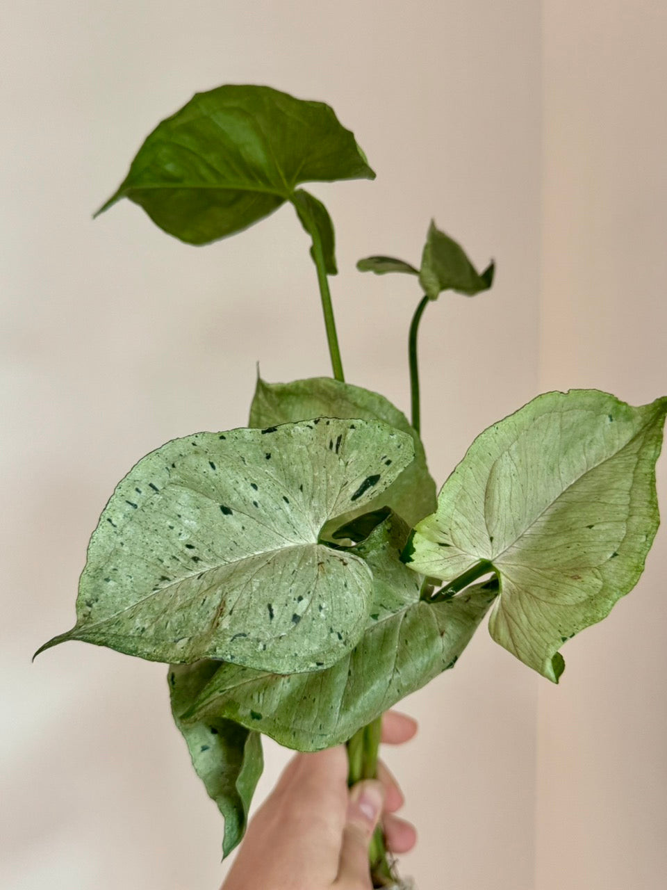 Syngonium Green Splash/Grey Ghost
