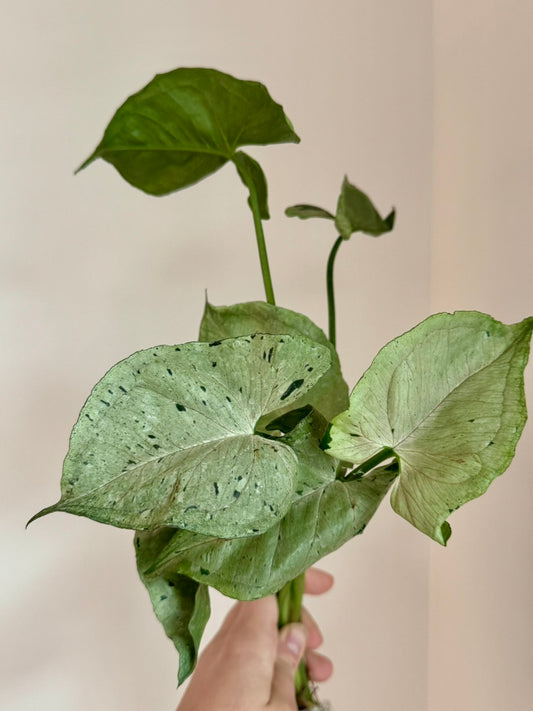Syngonium Green Splash/Grey Ghost