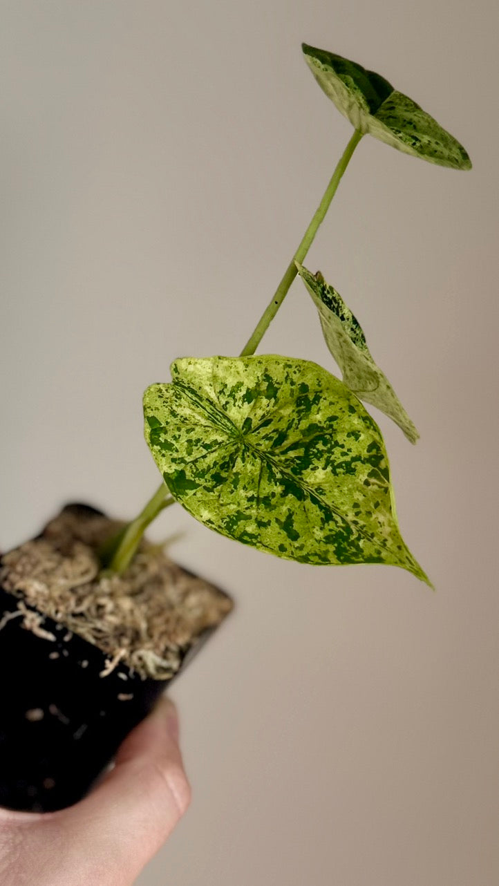Alocasia Dragon Scale Mint