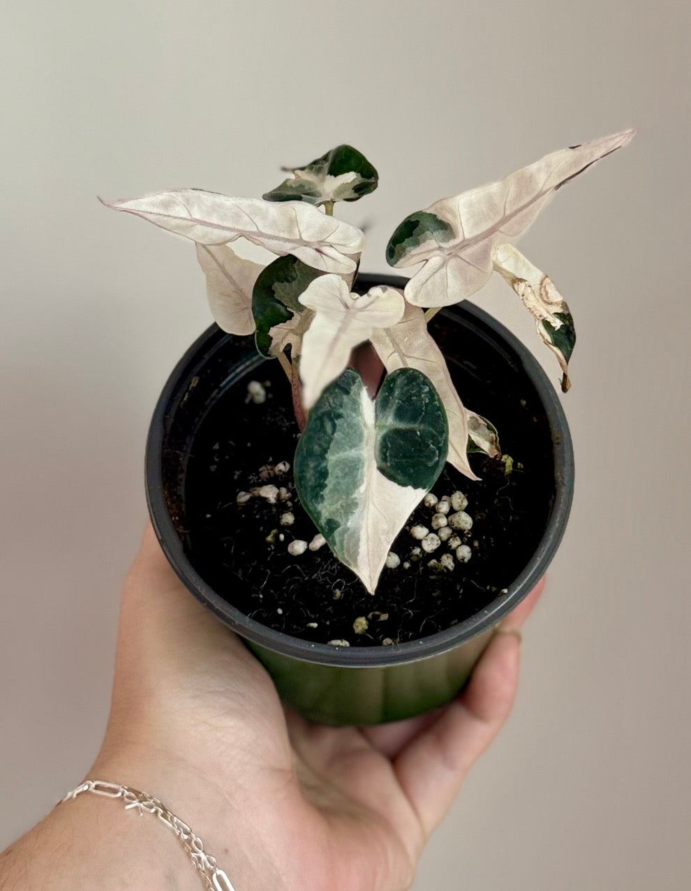 Alocasia Bambino Lava