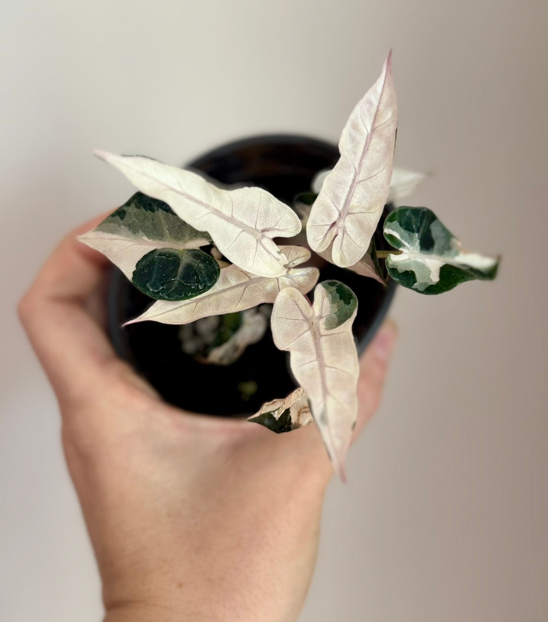 Alocasia Bambino Lava