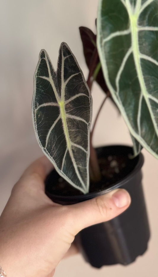 Alocasia Suhirmaniana Purple Vein