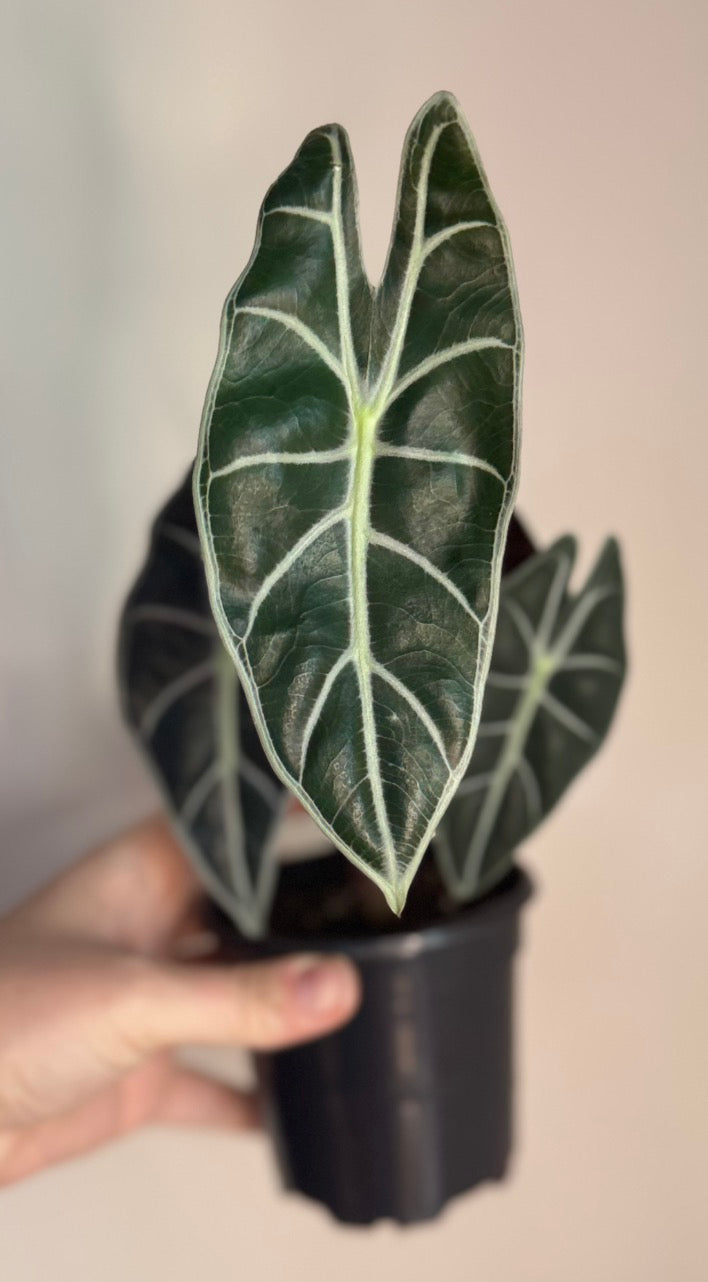 Alocasia Suhirmaniana Purple Vein