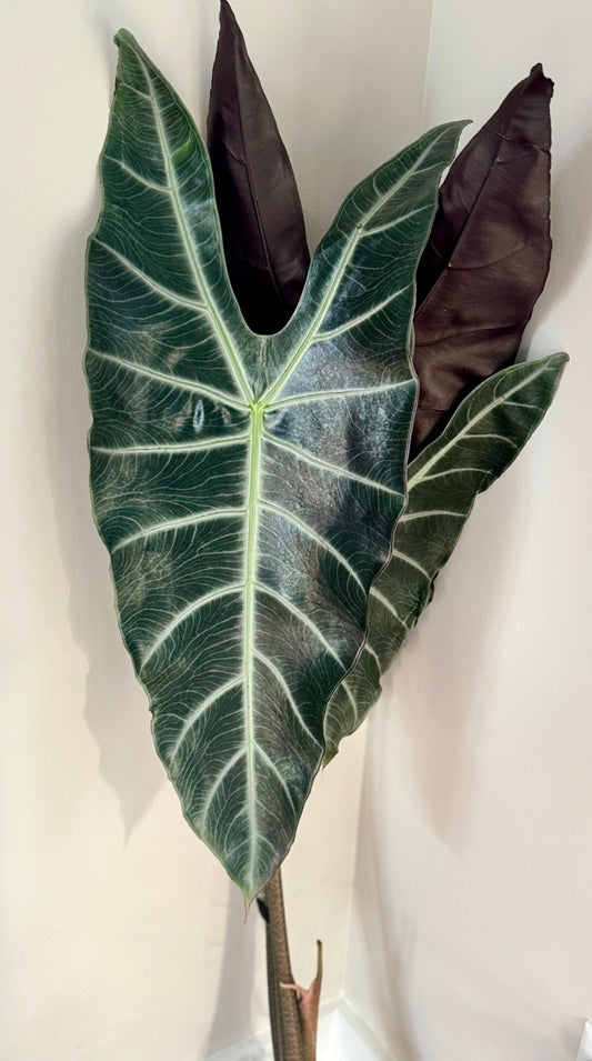 Alocasia Longiloba Magnifica corm
