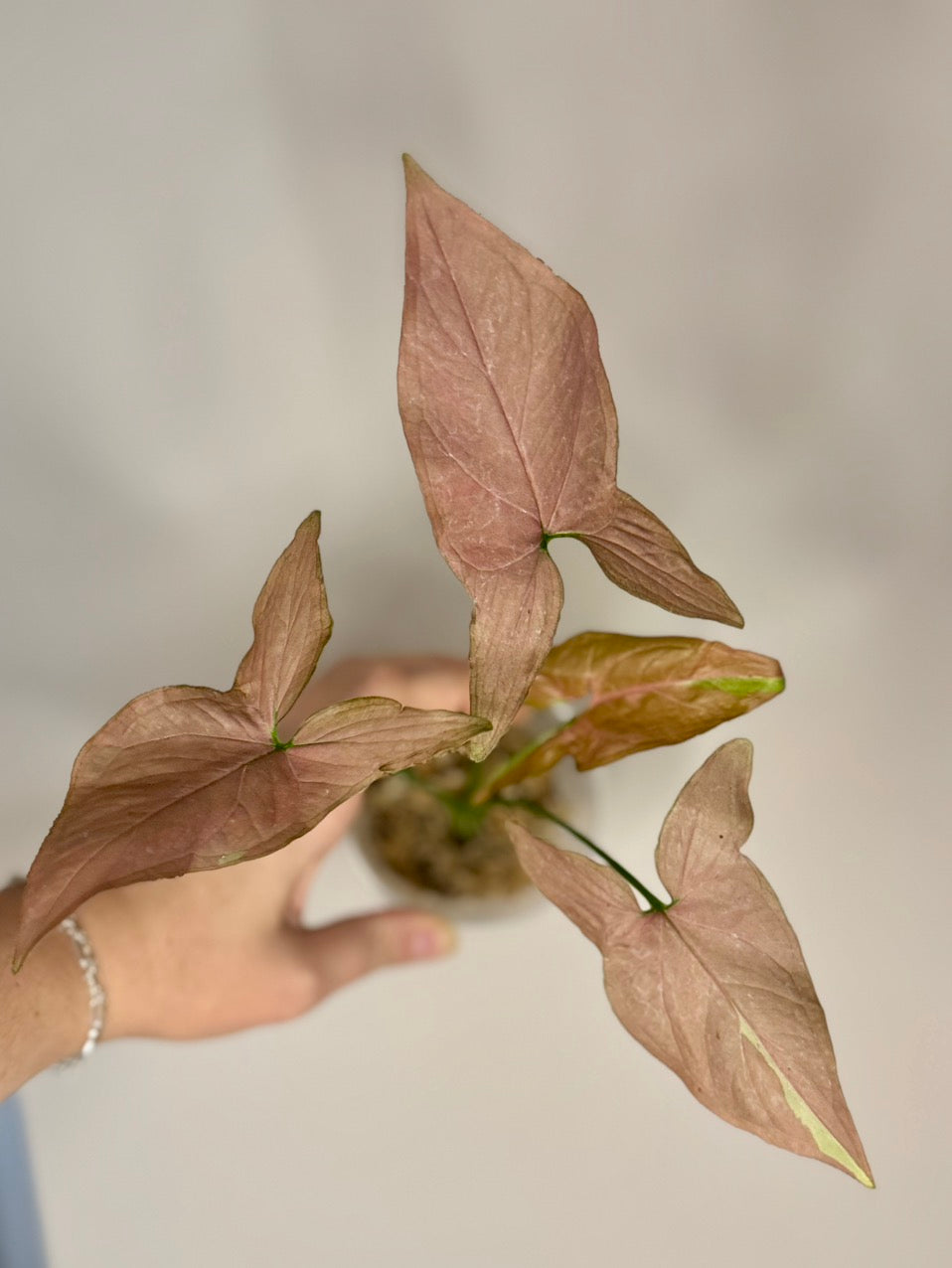 Syngonium Pink Salmon