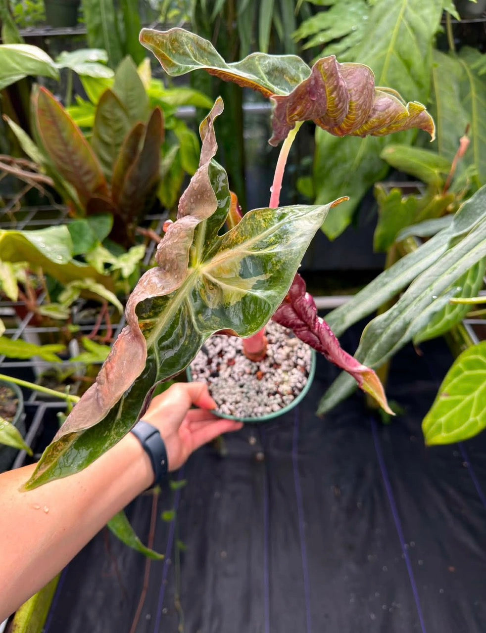 Alocasia Golden Cocoon